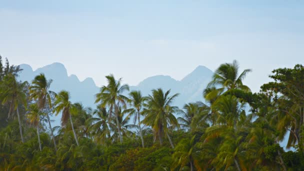Wild Coconut Palms in a Southeast Asian Wilderness Area — стокове відео