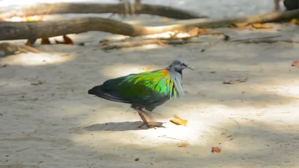 Nicobar Pigeon stutten over in het zand. voor voedsel foerageren — Stockvideo