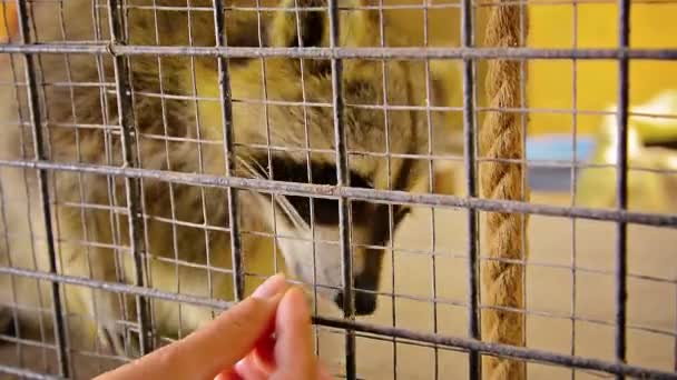 Lindo mapache comiendo cacahuetes de una mano de las personas — Vídeo de stock