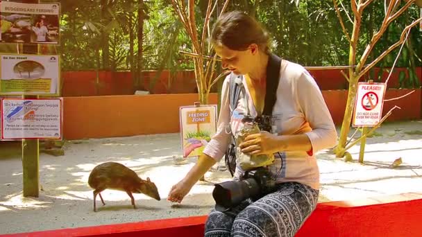 Яванская мышь-олень ест из руки счастливого туриста в парке дикой природы Лангкави Малайзия — стоковое видео
