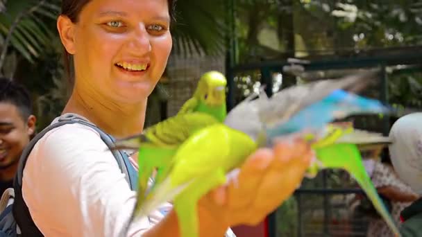 Langkawi'deki bir kuş evinde mutlu bir turistin eline kuş yenemiş güzel muhabbet kuşları sürüsü. Malezya — Stok video