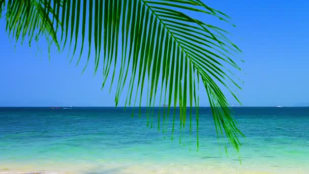 Horizonte azul audaz sobre una playa tropical — Vídeo de stock