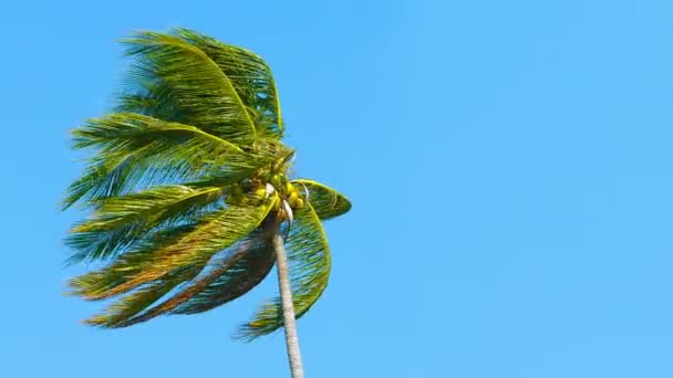 Lang. Solitair kokos Palm buigen in een sterke tropische wind — Stockvideo