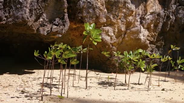 Young Mangrove Shoots Swaying in a Gentle Sea Breeze — 图库视频影像