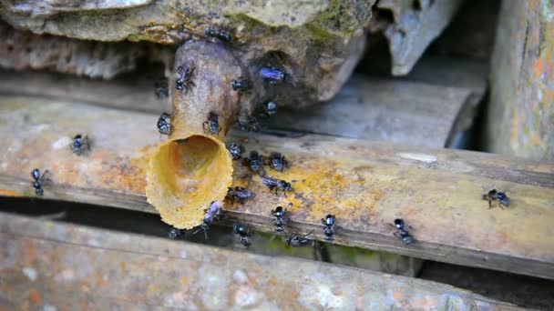 Petite. Des abeilles asiatiques. grouillant dans et hors de l'entrée de leur ruche sur Bornéo. La plus grande île d'Asie — Video
