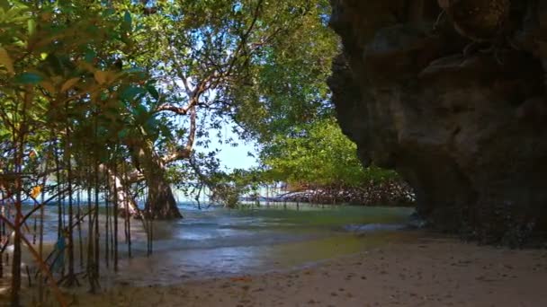 Young Mangrove Trees Thriving in Protected Shallow Sea Water — Stock Video