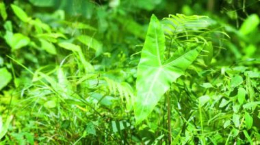 Y-Shaped Leaf in Focus with Squeaky Sounds in the Background