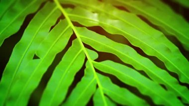 Aşırı esintiyle sallanan bir yeşil Fern Close-up