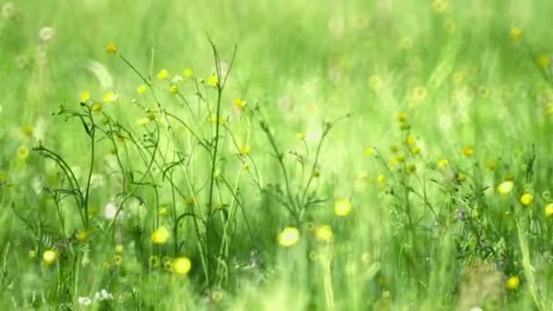 Enfoque selectivo de Buttercups en el campo — Vídeo de stock