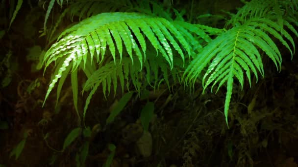 Delicate Fern bladeren Fluttering in de milde bries — Stockvideo