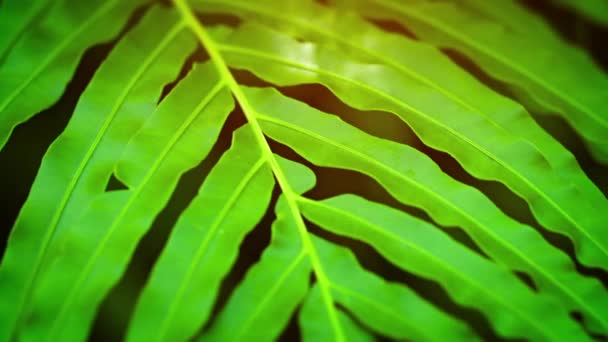 Extrem närbild av en grön ormbunke som vajar i vinden — Stockvideo