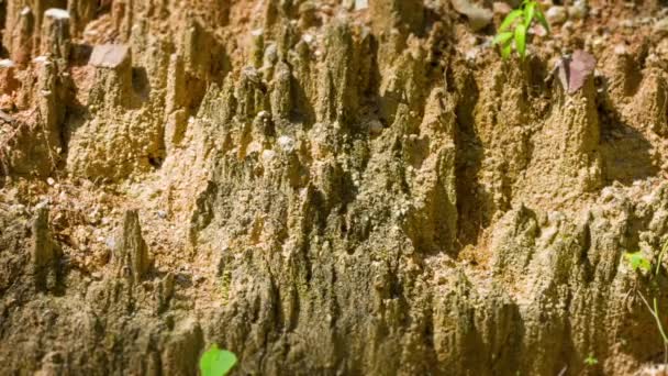 Crumbling Bank of Rain Eroded Soil with Plants — Stock Video