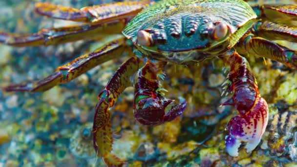 Grapsus tenuicrustatus. Крабовые корма на поверхности камня вблизи — стоковое видео