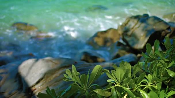 Vert. Plantes feuillues poussant à l'état sauvage le long des tropiques. Plage thaïlandaise — Video