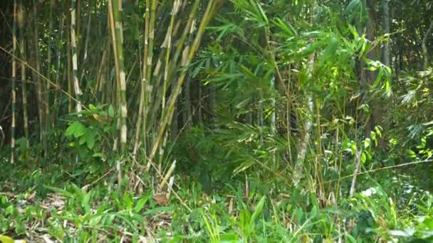 Stand di bambù e alberi indigeni crescono in una natura tropicale — Video Stock