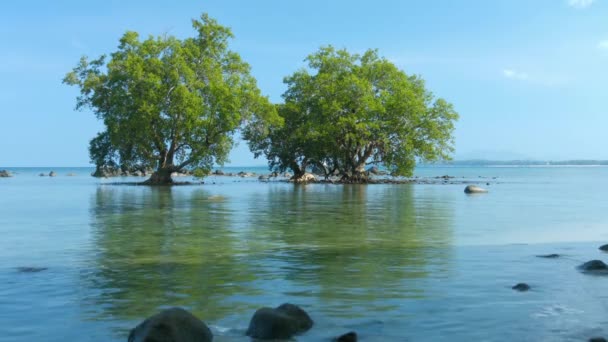 Manguezais em Shallow. Água tropical em maré baixa — Vídeo de Stock