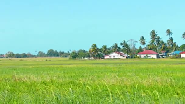 Risfält och en Modern stadsdel i Sydostasien — Stockvideo