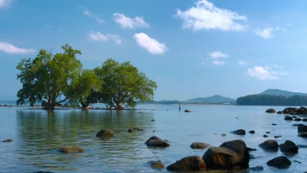 Lone toeristen onder Mangrovebomen in Zuidoost-Azië Waadt — Stockvideo