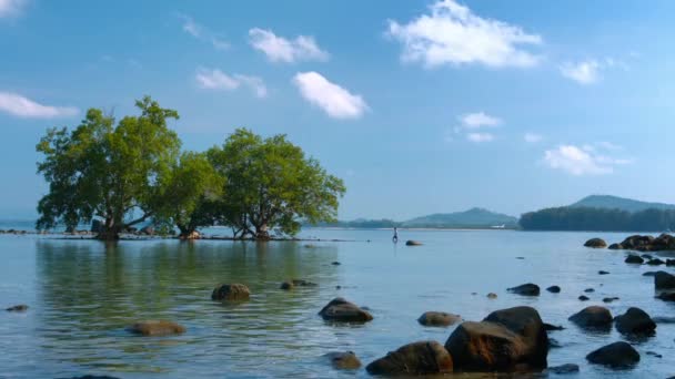 Lone Tourists Wades amongst Mangrove Trees in Southeast Asia — Stock Video