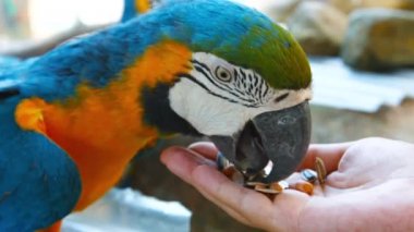 -Mavi ve altın Amerika papağanı. Bir turist Eldeki kuş yemi yiyor