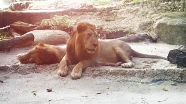 Ζευγάρι μεγάλα αρσενικά λιοντάρια. Ανάπαυση στο ζωολογικό κήπο — Αρχείο Βίντεο
