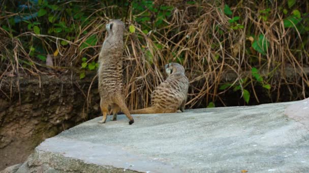 ミーアキャットの家族。動物園でぶらぶら — ストック動画