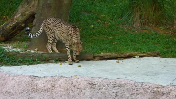 Guépard solitaire. Réagir nerveusement à un son 