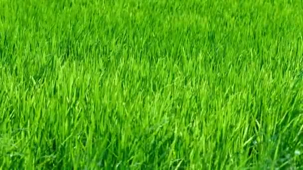 Terrain de riz des basses terres. Balancer dans une brise stable 