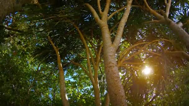 Sun Shining through the Branches of a Pandan Tree — Stock Video