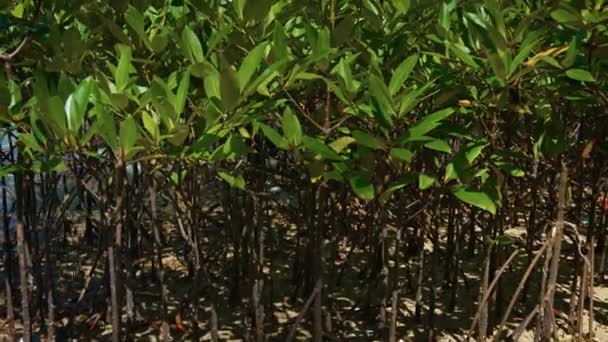 Agrupamento de árvores de mangue jovens em maré baixa — Vídeo de Stock