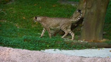 Yalnız. Erkek Cheetah işaretleri bölgesini