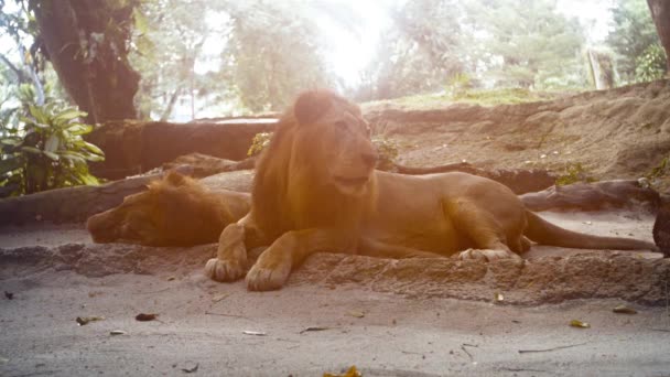 Dos leones masculinos descansando a la sombra — Vídeos de Stock