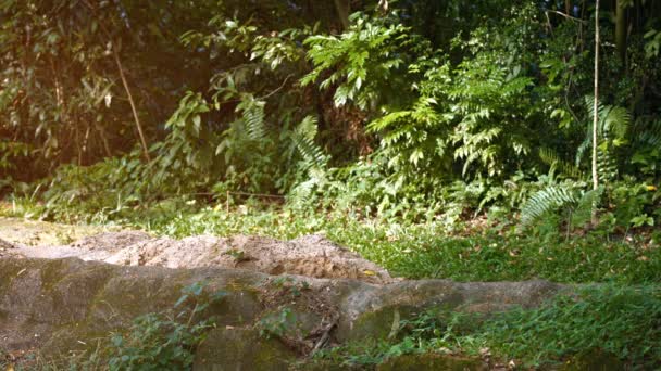 Man Lion passerar på Zoo — Stockvideo