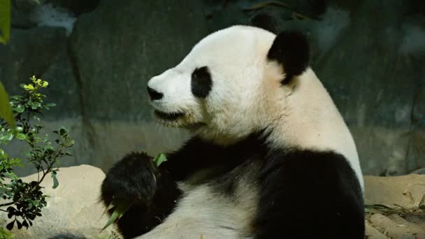 Panda gigante comiendo hojas de bambú en el zoológico — Vídeos de Stock