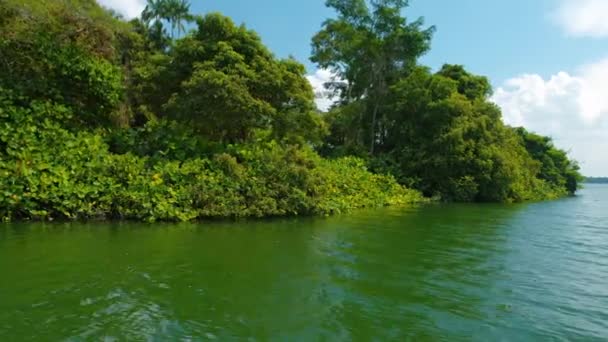 Schwere Vegetation bedeckt das Ufer eines breiten Flusses — Stockvideo