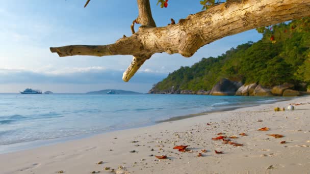 Gnarled rama del árbol que cuelga sobre una playa tropical — Vídeo de stock