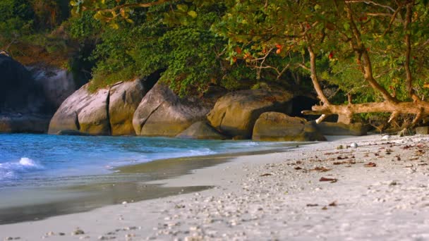 Natuurlijke bomen bieden schaduw op een tropisch strand — Stockvideo