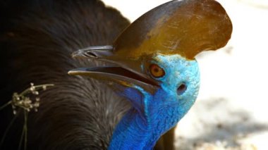 Güneyli Cassowary'nin kafasının yakın çekimi. Gaga ve Güveç