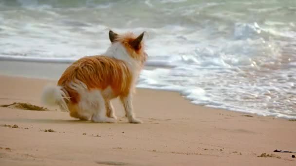 Liten hund flyr från havets vågor — Stockvideo