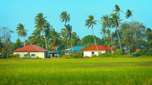 Casas modernas entre campos de arroz e coqueiros — Vídeo de Stock