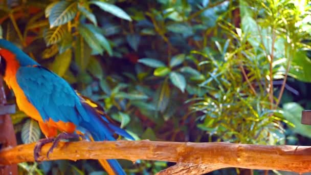 Όμορφο. Μοναχική. Μπλε και χρυσό macaw. Ανακατεύοντας την πέρκα του σε αιχμαλωσία — Αρχείο Βίντεο