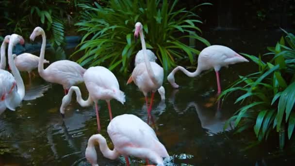 Flamboyance des flamants roses. Pâturage dans un étang d'un parc d'oiseaux 