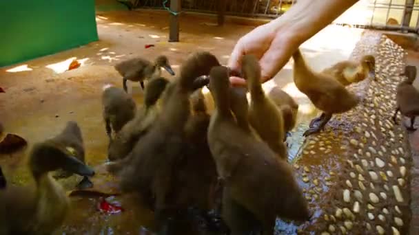 Imádnivaló baby kacsa egy népszerű állatkert interaktív kiállítás — Stock videók