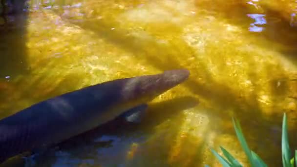 Enormous Arapaimas and Arowanas in a Shallow. Outdoor Pond — Stock Video