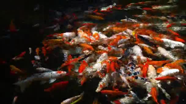 Swarming Shoal de Koi japonês em uma lagoa decorativa — Vídeo de Stock