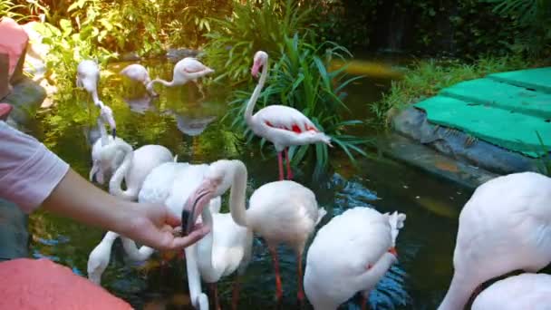 Toeristen voeden meer Flamingo's in een interactieve dierentuin tentoonstelling. — Stockvideo