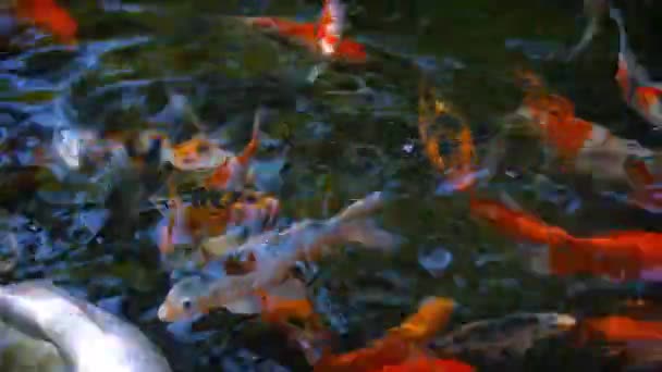 Десятки рыб кои. Плавание на поверхности пруда — стоковое видео