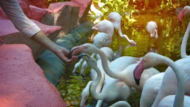 Alimentação turística Flamingos em um zoológico popular para animais de estimação — Vídeo de Stock