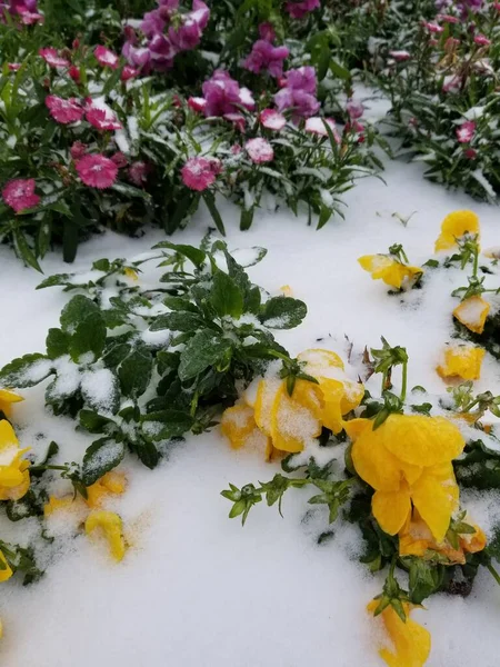 Bevroren Bloemen Onder Sneeuw Houston — Stockfoto