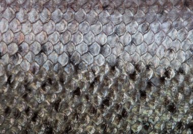 The fish scale close up. clipart
